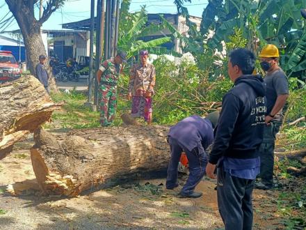 KEGIATAN PENEBANGAN POHON PERINDANG DI SEPANJANG JALAN SERIRIT SINGARAJA BERTEMPAT DI DESA KALIANGET
